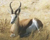Springbok