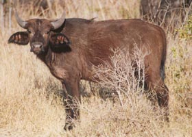 buffalo calf