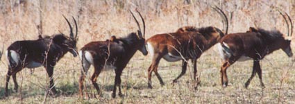 Sable