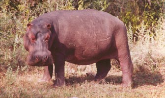 Hippo